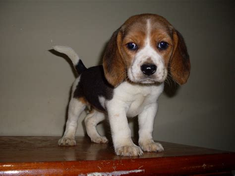 filhotes de beagle a venda.